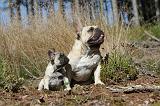 BOULEDOGUE FRANCAIS 204